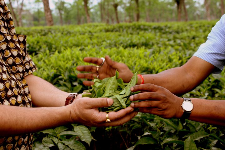 Tea Garden